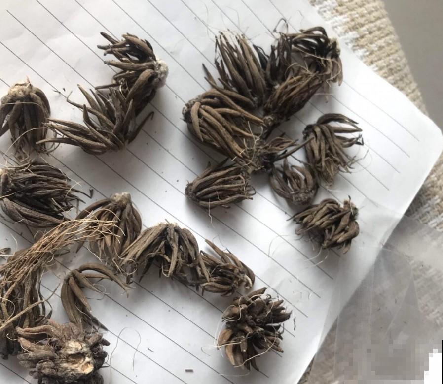 花毛茛现在养，简单好养，开花比牡丹还好看！