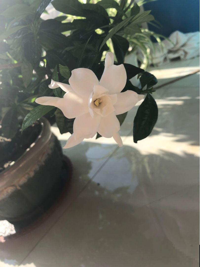 养花小提示，这3种花好看不好养，打算种花的你赶紧来看看
