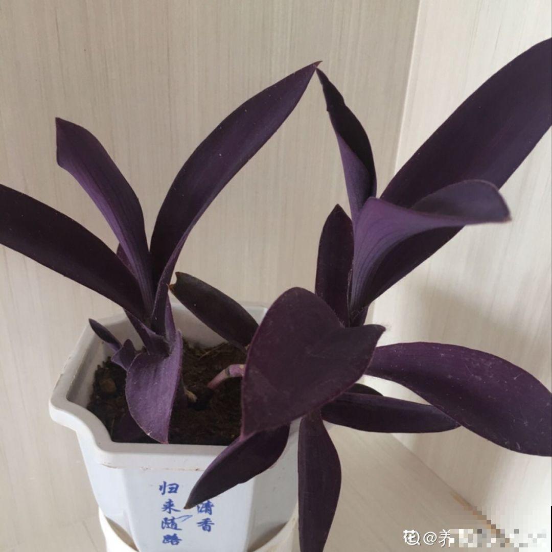 这花比绿萝好养，掐个枝栽哪都生根，随便养长一大片！