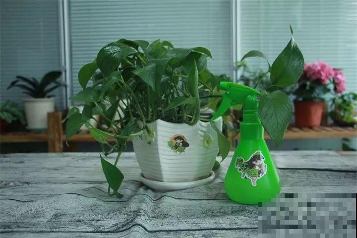 秋天给花浇水，记住3句话，安全过冬不烂根！