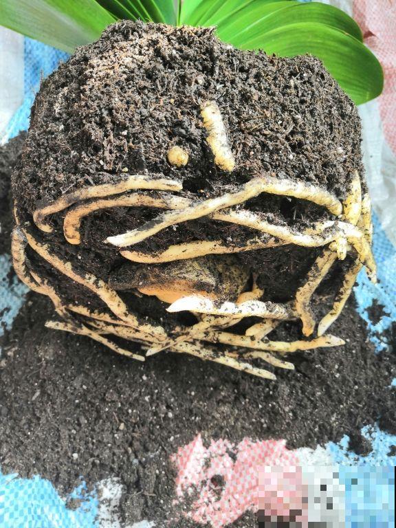 君子兰用它垫盆底，谁还买陶粒，根养得又粗又壮！