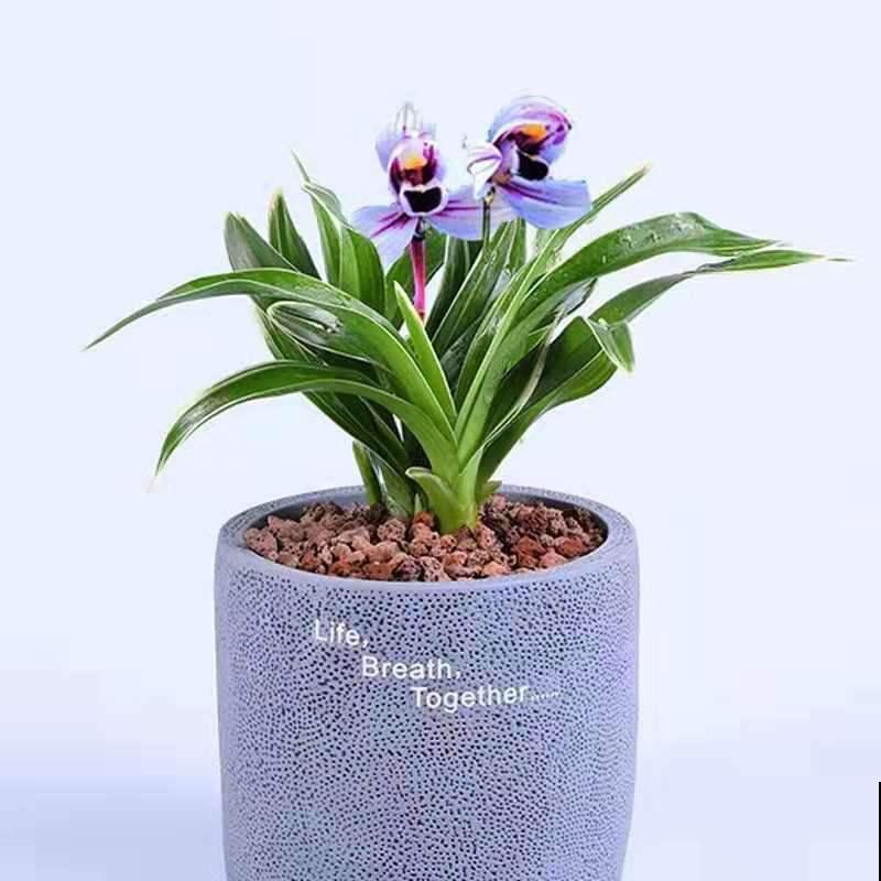像秋冬也惬意赏花？不如种上这花，现在能持续开放将近半年！