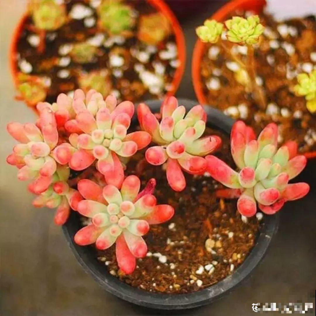 这18种多肉不抗冻吗，降温赶紧搬屋里，一露养就完蛋！