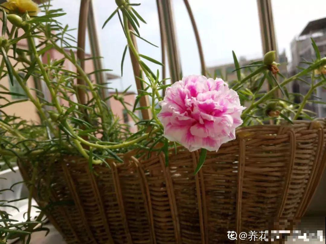 农村的马齿苋，变异后成2米老桩，很多人都争着养！