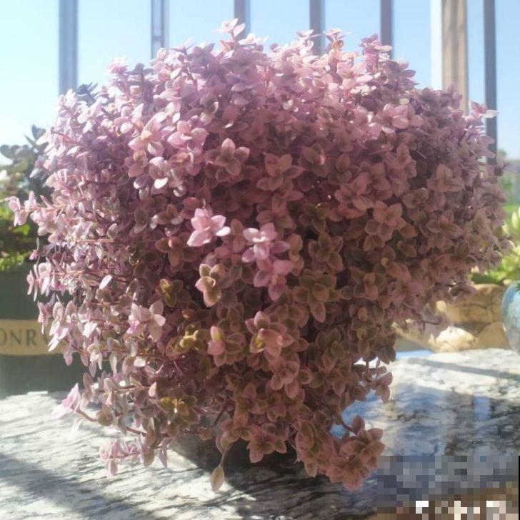 比绿萝好看的花，掐个枝3天就生根，越养越上瘾！