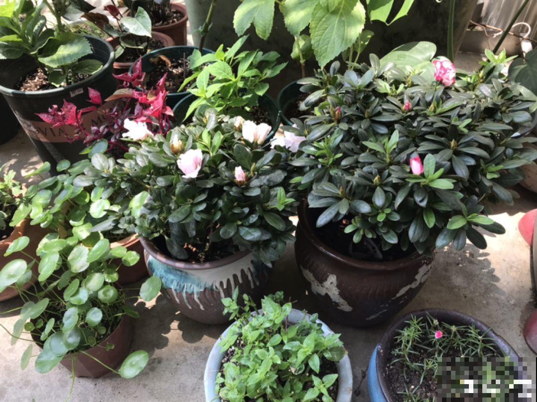 这6种花，先别往屋里搬，外面冻俩月，花开才更旺！