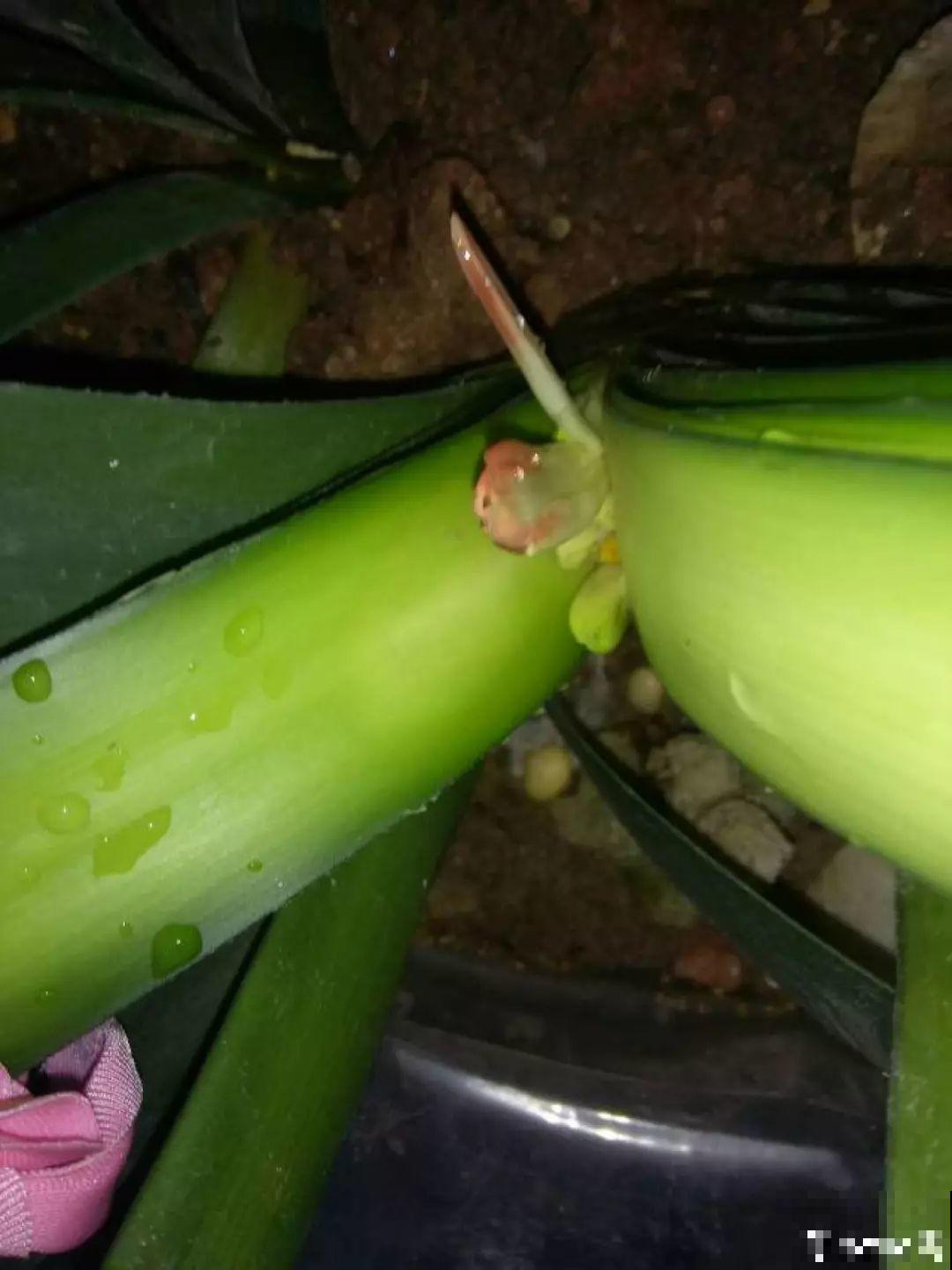 适合冬天养的10种兰花，能一直开到过年，颜值超高有气质！
