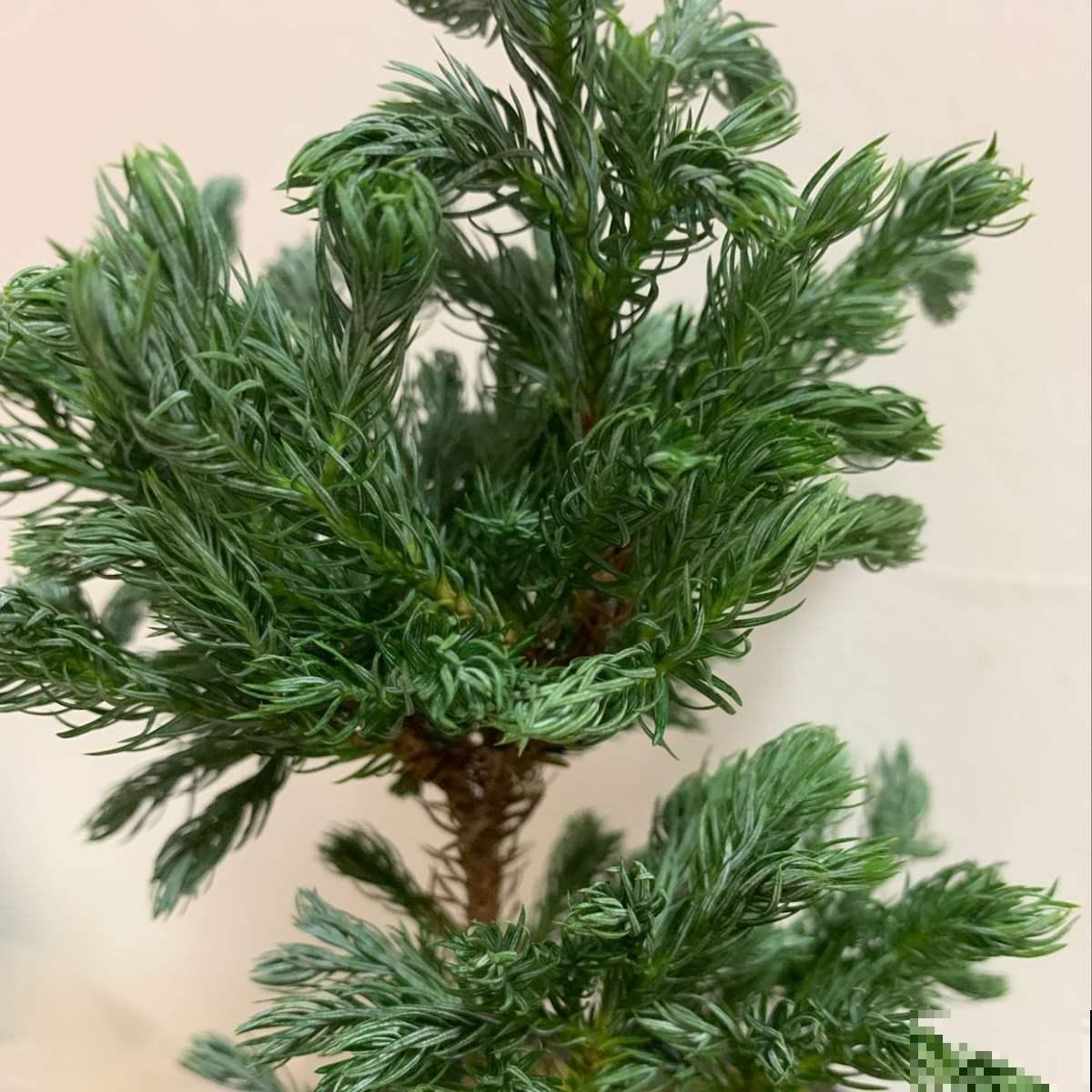 这几种植物越小越可爱，冬天放茶几上就能养，晒晒太阳长势倍棒