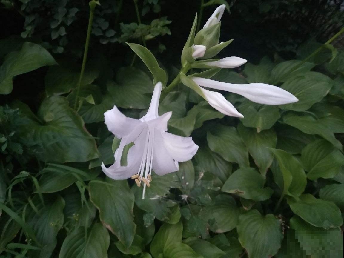 秋天光照时间缩短，就适合养这4种植物，阳光不好也能长到爆盆