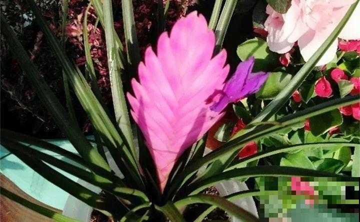 这9种花，养一盆一年四季有的看，不知道的还以为是塑料花！