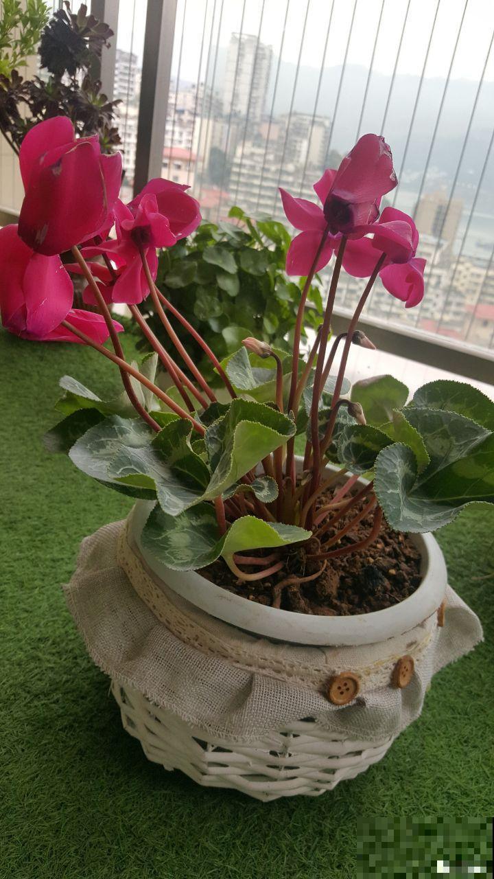 大岩桐浇水另有方法，这一点不注意，分分钟烂叶子！