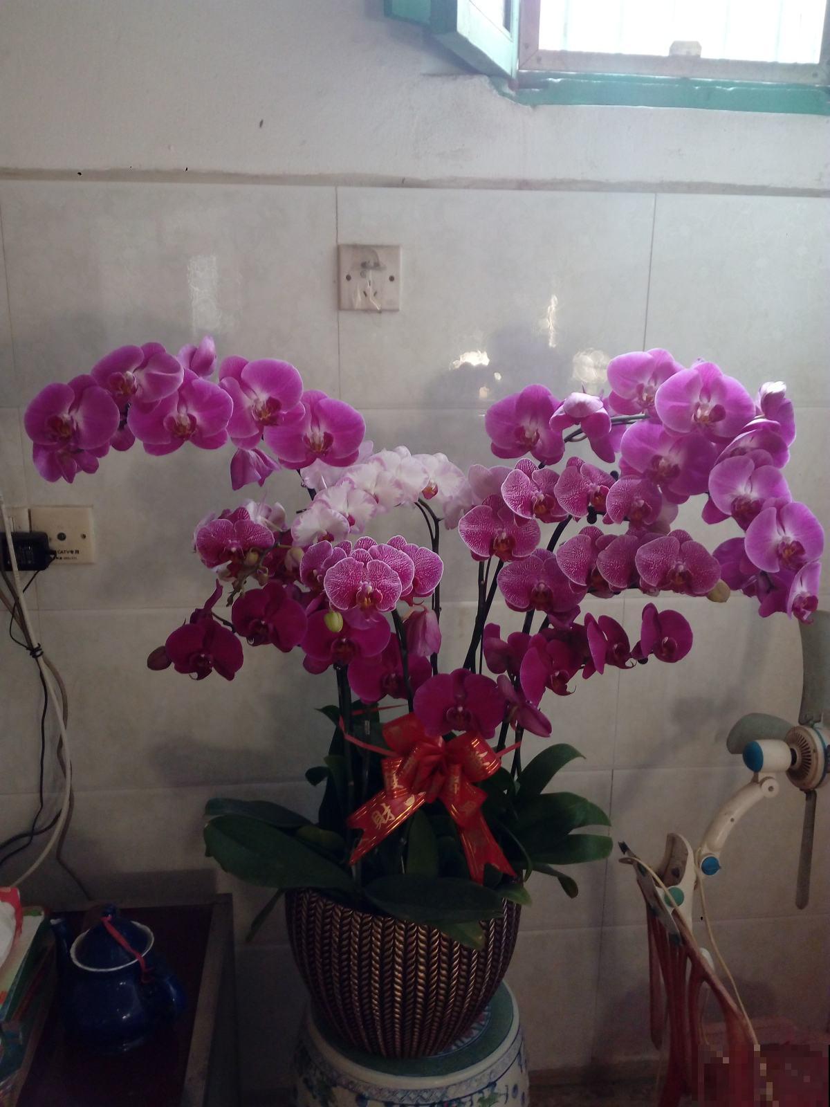 这花是冬天的人气花，花色艳丽，这样养护开花持久