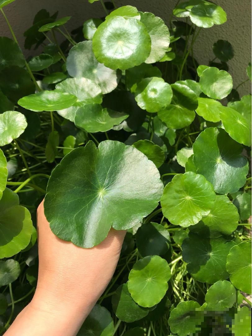这花叶子圆溜溜，别看长得小巧，还能净化空气
