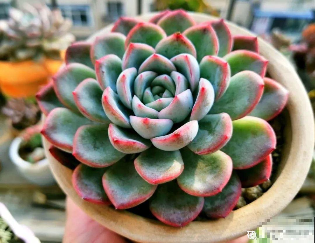 这6种花快施肥，根壮叶绿，还能提早开花！
