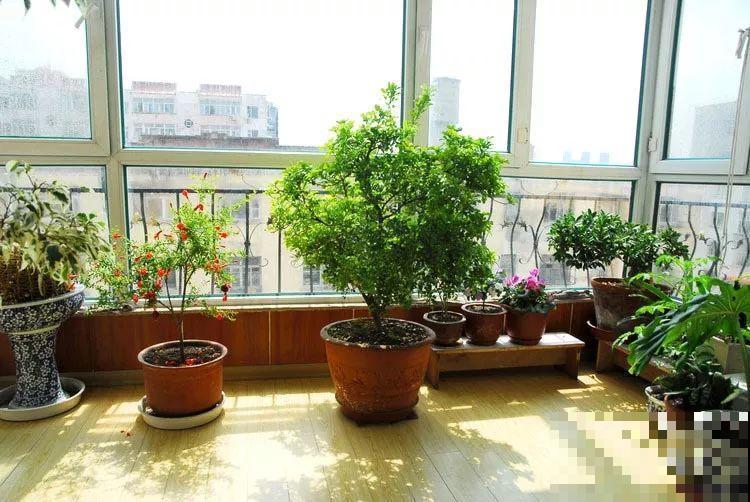 立冬了，米兰要赶紧搬屋里，晚了会掉光叶子！