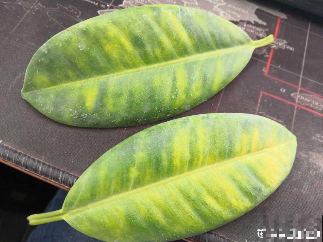 秋冬养花，这种水就别再浇了，不然叶子发黄还哗哗掉！