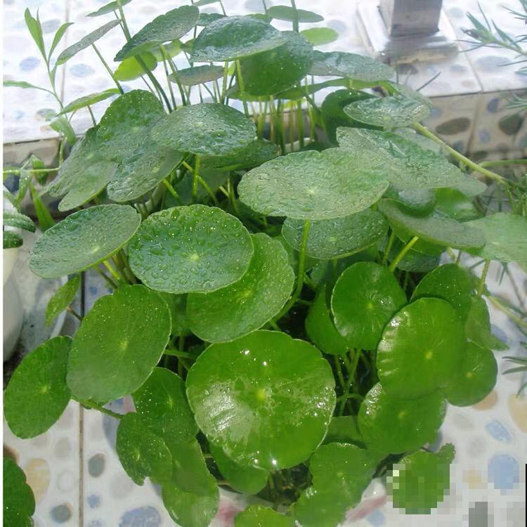 这花叶子圆溜溜，别看长得小巧，还能净化空气