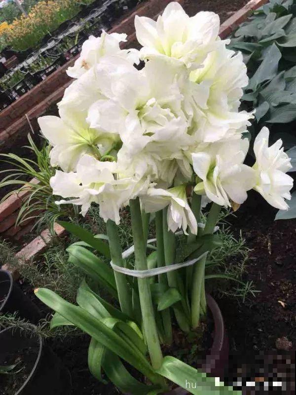 这花就爱窜小芽，摘下来蘸土就活，两个月又能长满一大盆！