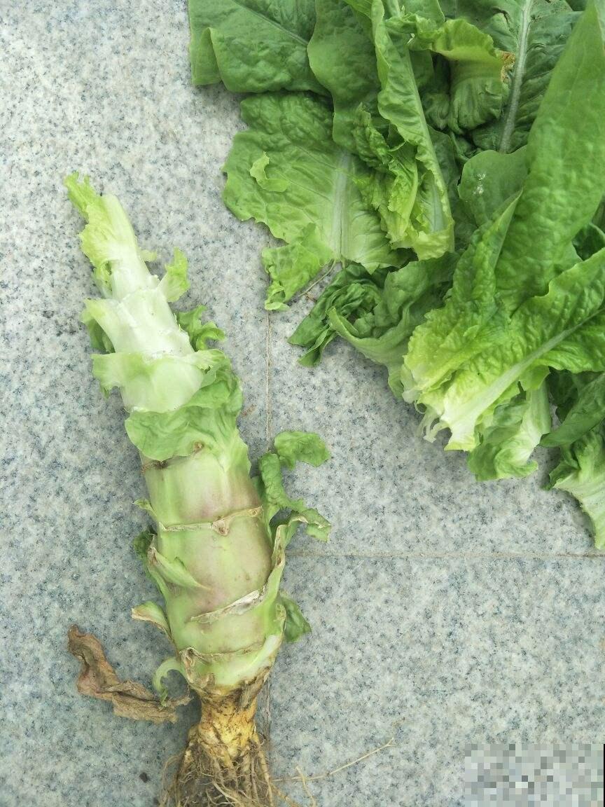 这菜营养多多种植简单，现在撒点种子就能长，再晚就来不及了！