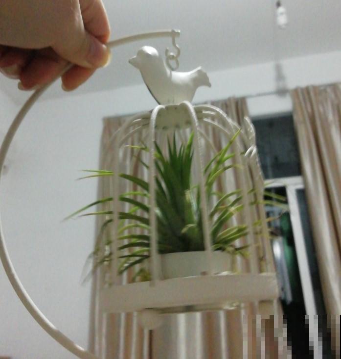 客厅养花养这些，懂花的人都叫好，给自己脸上也涨光！