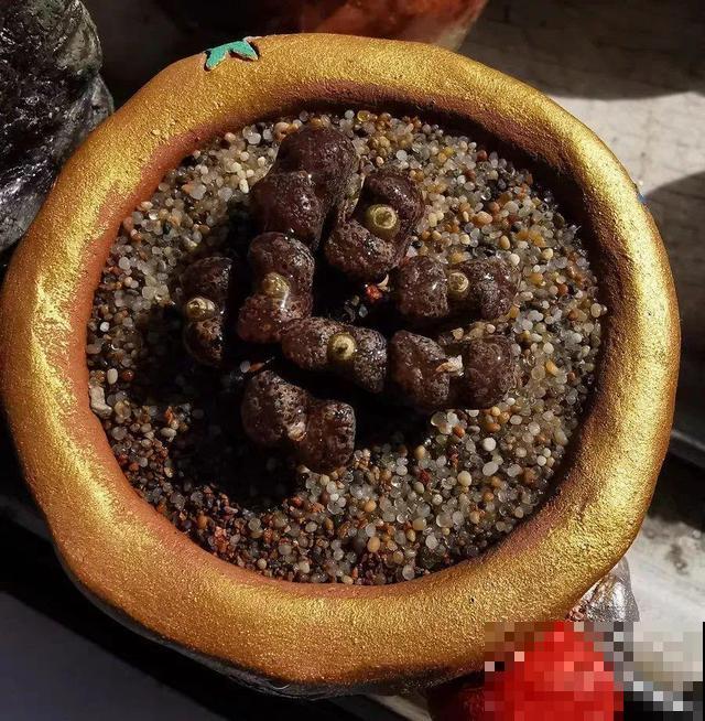 这6种多肉，刚买的时候丑的吓人，先别急着扔，越养越贵气！