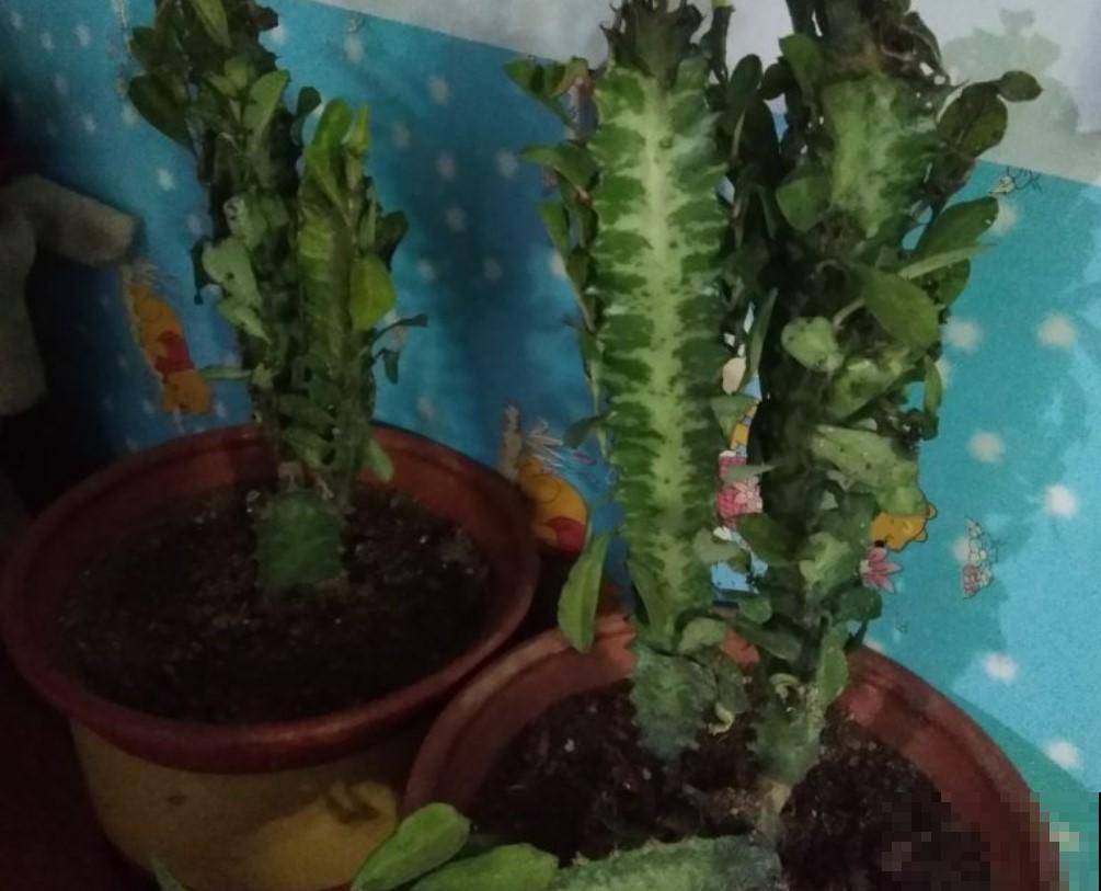 这花长的真丑，寓意却好，你会在家摆一盆吗