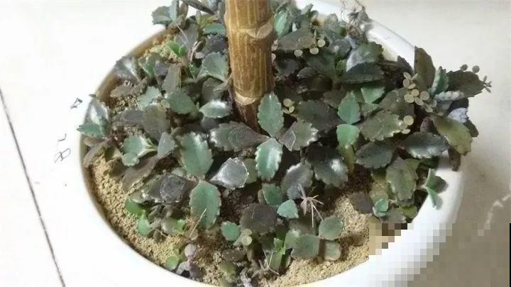 6种多肉最好养，种一盆变十盆，半年就能占满屋！