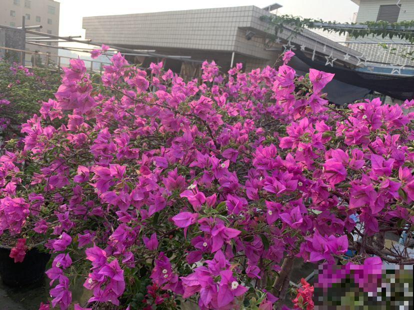 8种花，沾土就活，特有成就感，养一次就上瘾！