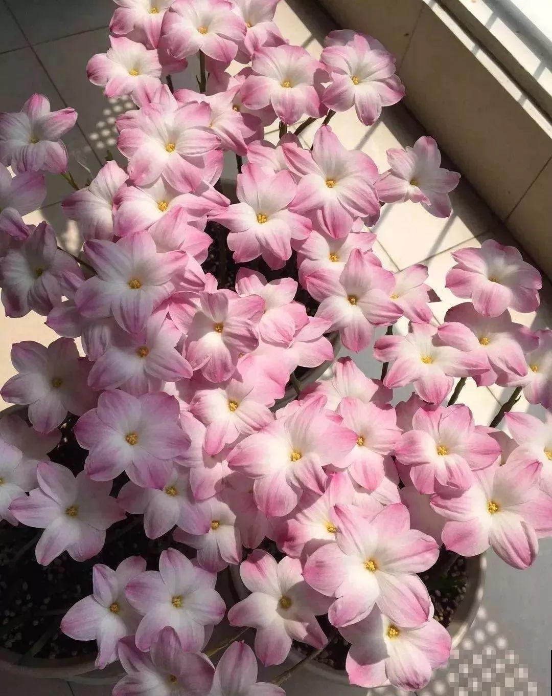 养这3种花真挣钱，今年种1棵，明年能收获一麻袋！