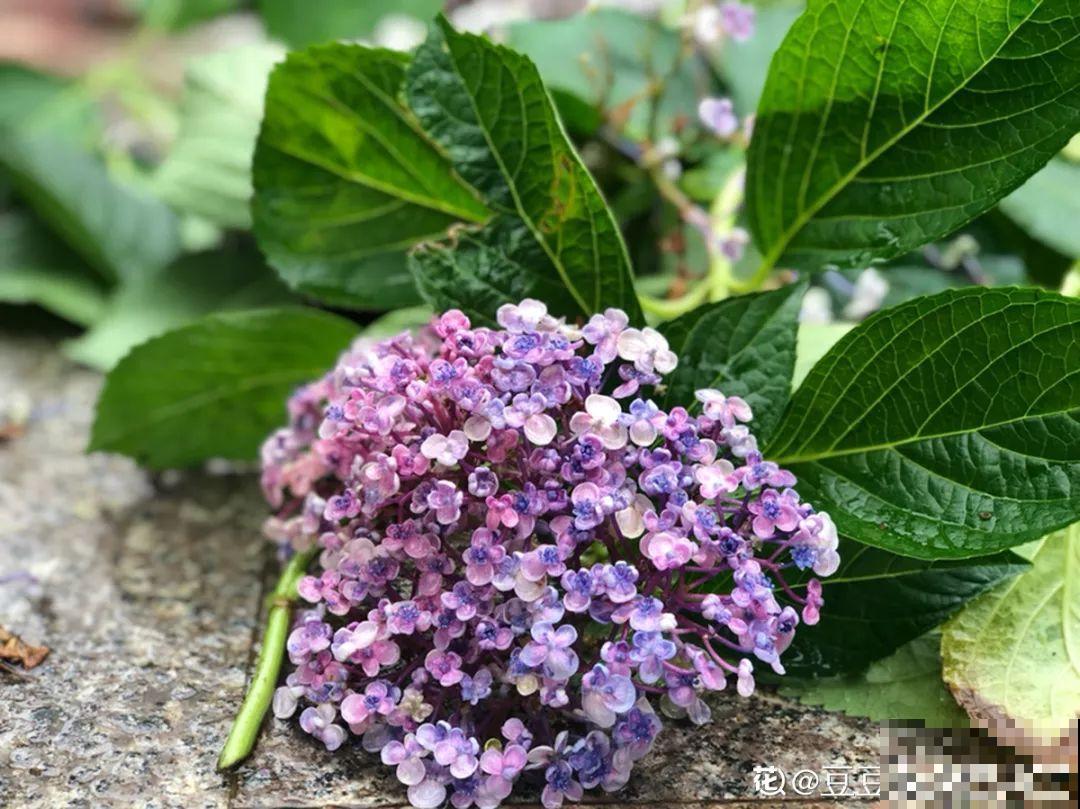 不同季节种不一样的花，这样的院子，才是我心中的世外桃源！