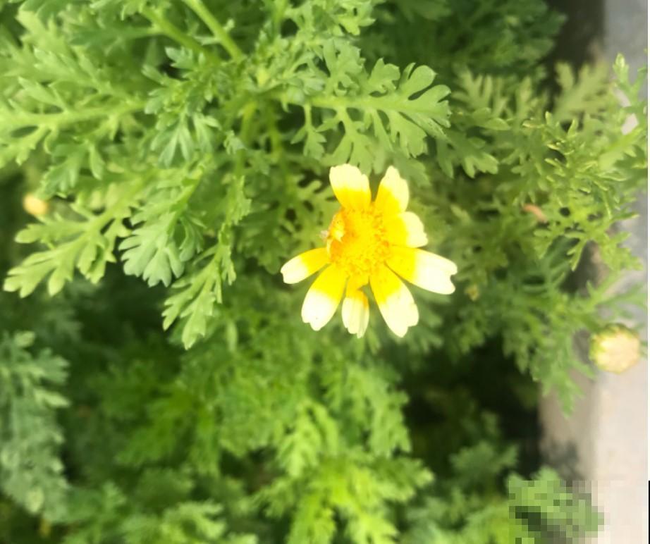 在农村真是好，想吃啥小菜就种点，根本不愁没菜吃！