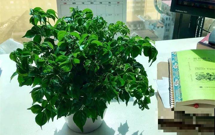 30种花冬天浇水技巧，根不烂，来年春天猛蹿新叶！