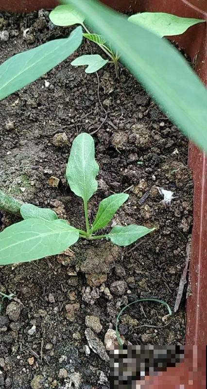 这种菜特耐寒，十月份之后还能种，一长就是一大盆！