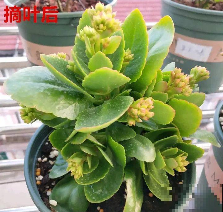 朱顶红迟迟不开？趁现在掐叶子、剃平头，剪完就能冒花苞！