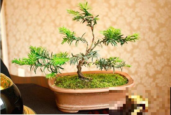邻居在家把红豆杉变身盆景，别人出高价也不卖，看着就超有成就感