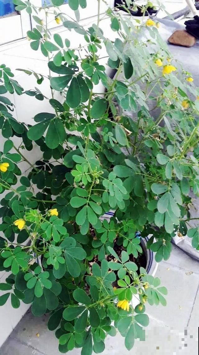 这花种子埋土里就发芽，差点以为是花生，满盆黄花贼亮眼！