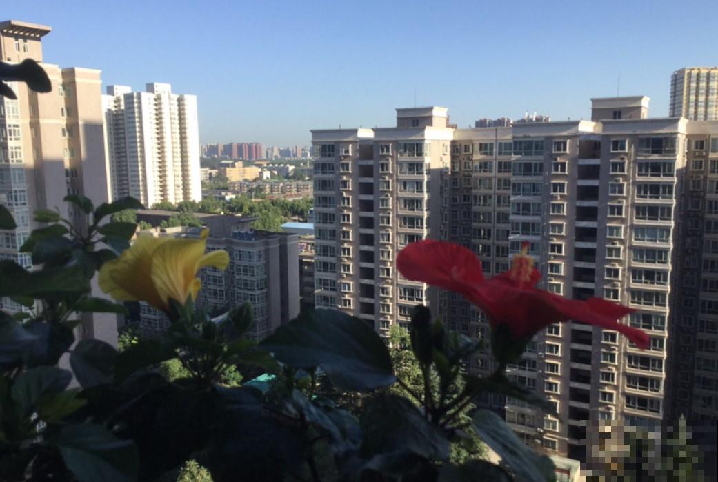 都说这花不吉利，其实开着大红花非常漂亮，你会在家养一盆吗？
