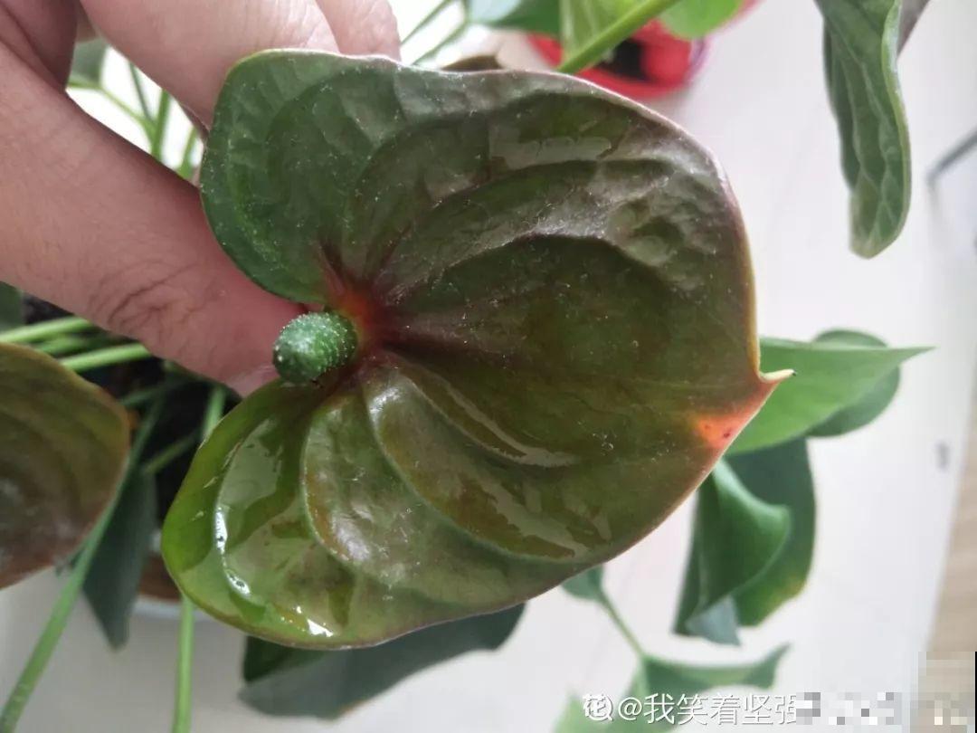 5种花开完赶紧剪一刀，10天一勺肥，还能再开2、3次！