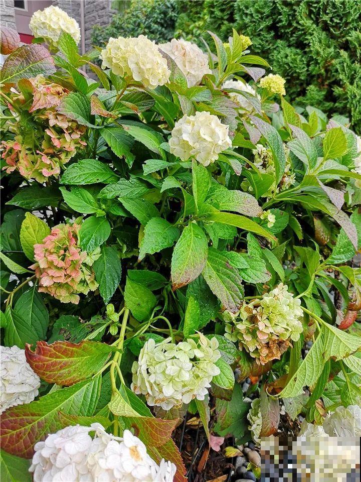 4种花，别着急往屋里搬，放外面冻20天，明年开花才旺！