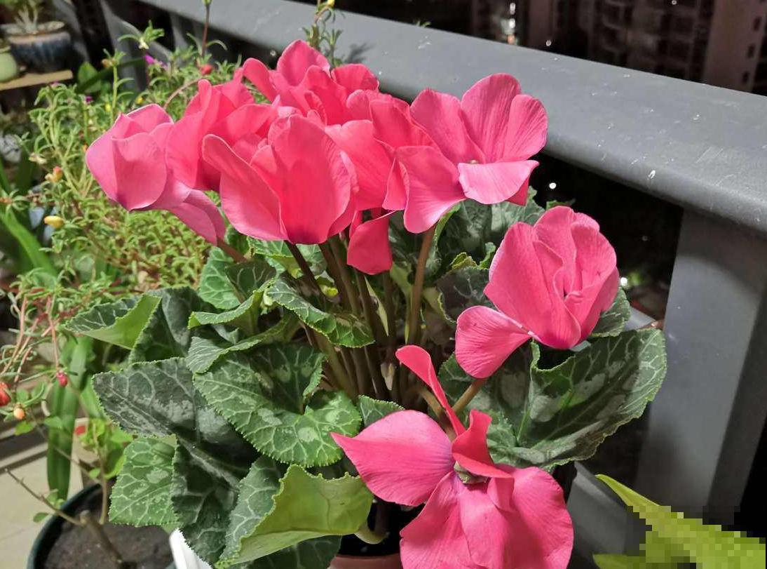 常见5种花的浇水方法，学一招，叶子油绿一冬天！