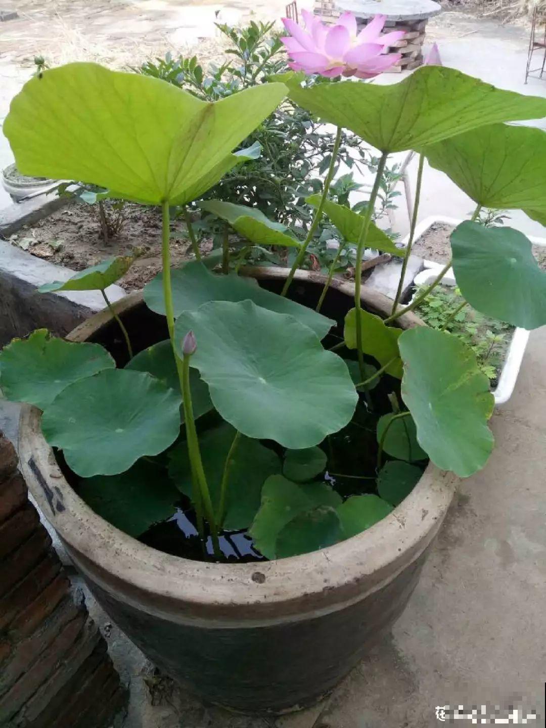 水培瓶里能养小鱼？别惊讶，还有养龙虾的呢！