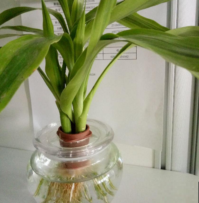 秋天水培植物天天黄叶咋整？用上这几招，迅速绿到发光晃眼！