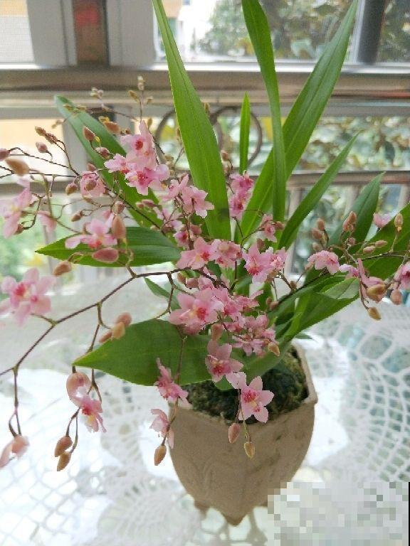 这花被叫做“吉祥花”，长得像美艳舞女，现在种一棵开出满盆花！