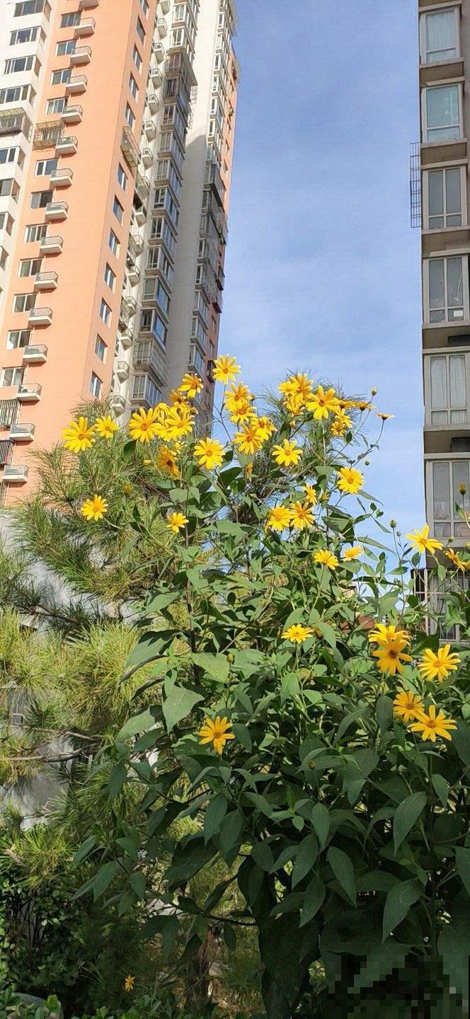 芋头和菊花的结合体你见过吗，很多人听都没听说，太神奇了！