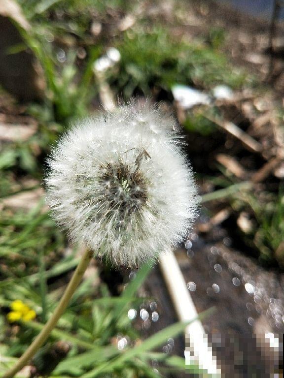这野菜在农村随处可见，不仅可以观赏，还能泡水喝