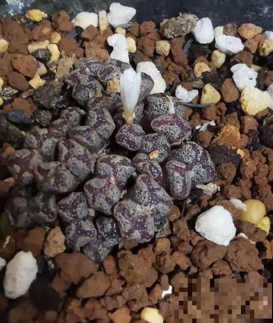 这6种多肉，刚买的时候丑的吓人，先别急着扔，越养越贵气！