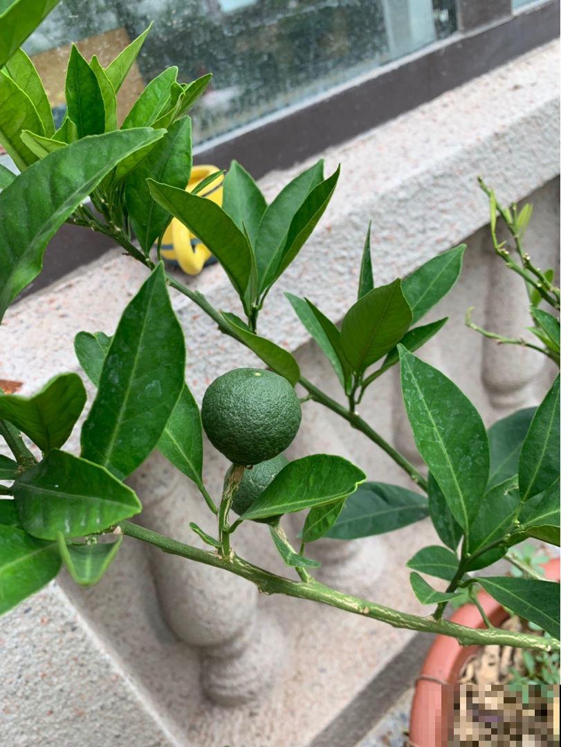 这水果真馋人，在阳台就能种，树叶茂果实多