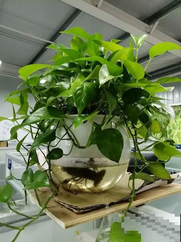 水培瓶里能养小鱼？别惊讶，还有养龙虾的呢！