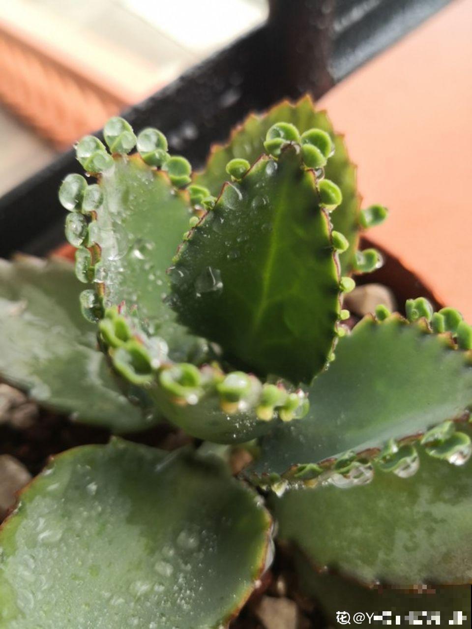 价格便宜颜色粉嫩，这花太值了，赶快入手吧
