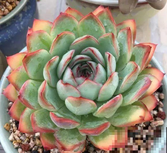 爱上多肉8年，她付出了所有，数量多到可以摆满整个天台！